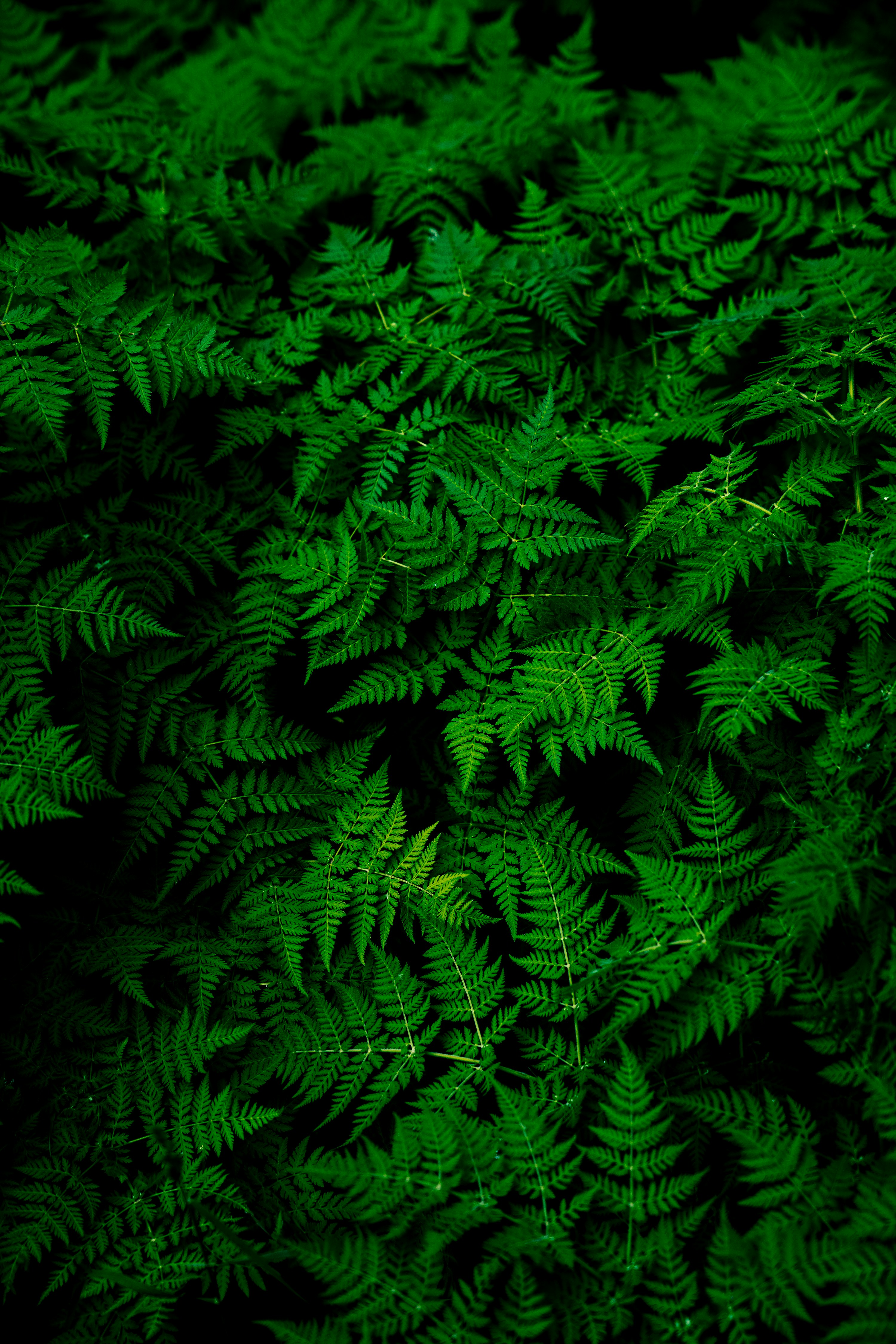 teemu-paananen-OOE4xAnBhKo-unsplash